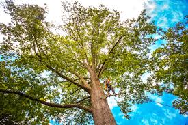 Trusted Mount Morris, IL Tree Services Experts