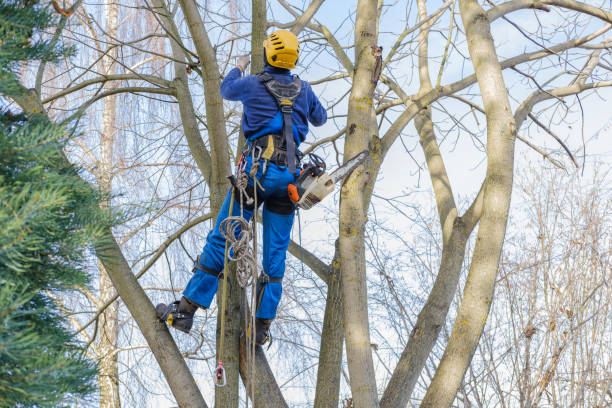 Seasonal Cleanup (Spring/Fall) in Mount Morris, IL